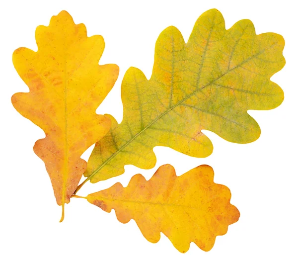 Feuilles de chêne d'automne isolées sur blanc — Photo