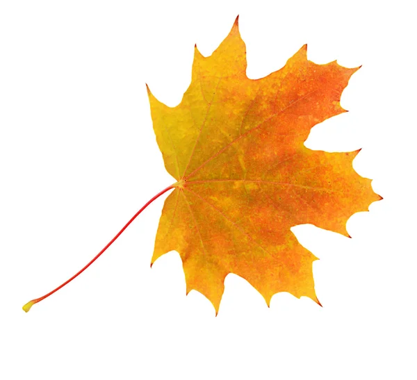 Herbst-Ahornblätter isoliert auf weiß — Stockfoto
