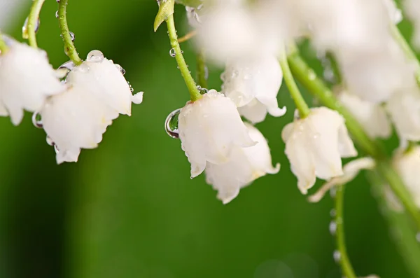 Giglio della valle - convallaria majalis — Foto Stock