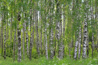 Ağaçlarda yaz park
