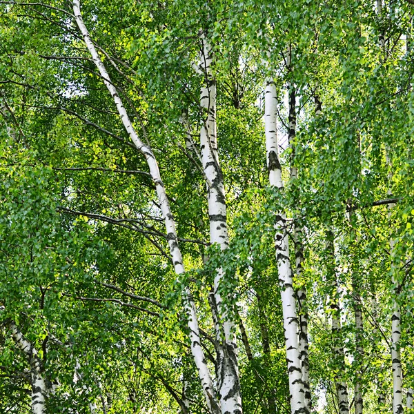 Träd i parken sommaren — Stockfoto