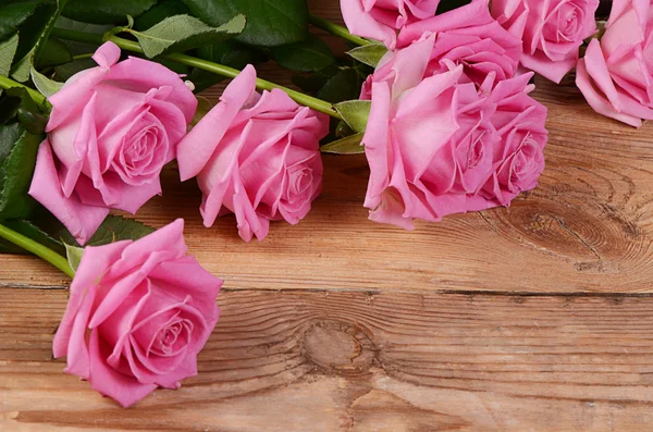 Pink rose  as a background — Stock Photo, Image