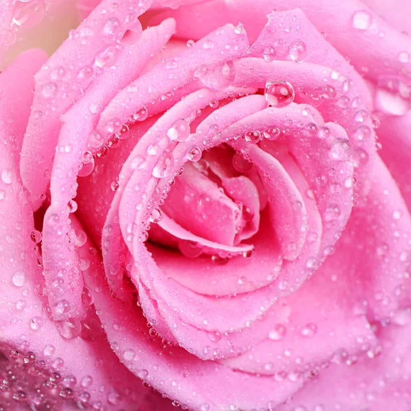 Růžová růže jako pozadí — Stock fotografie