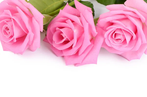 Rózsaszín rózsa fehér alapon — Stock Fotó