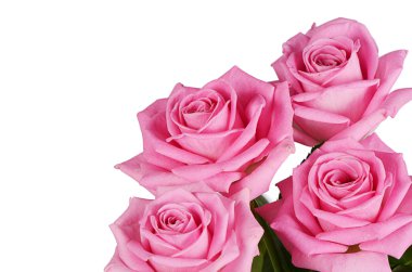 Beyaz arka planda pembe gül