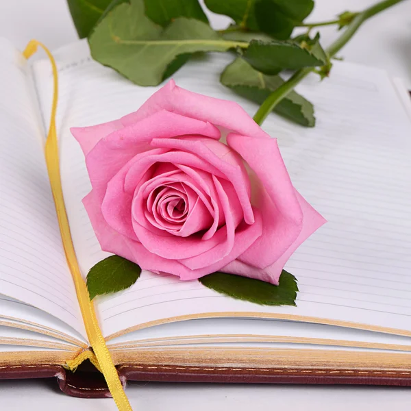 Роза на книге — стоковое фото