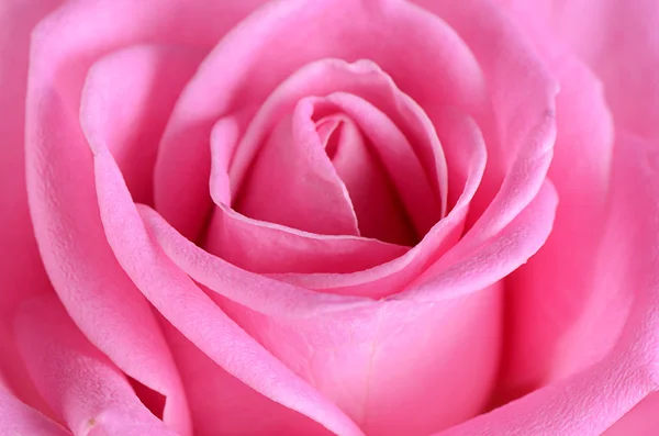 Rosa rosa come sfondo — Foto Stock