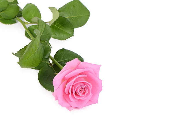 Pink rose on a white background — Stock Photo, Image