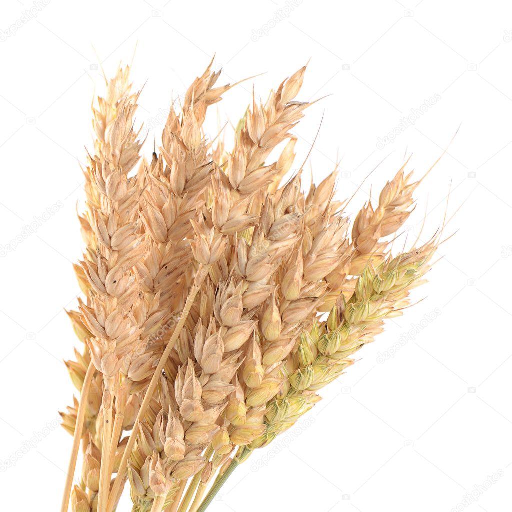 Ears of ripe wheat isolated on a white 