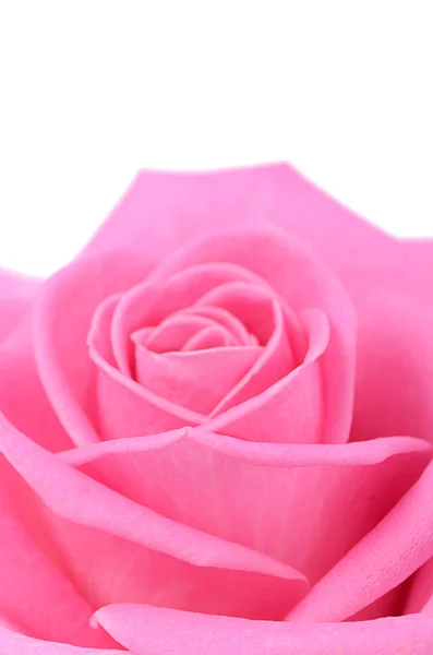 Pink rose  as a background — Stock Photo, Image