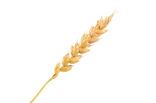 Уши спелой пшеницы изолированы на белом — стоковое фото