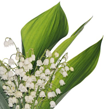 Lily vadi - convallaria majalis 