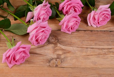 arka plan olarak pembe Gül