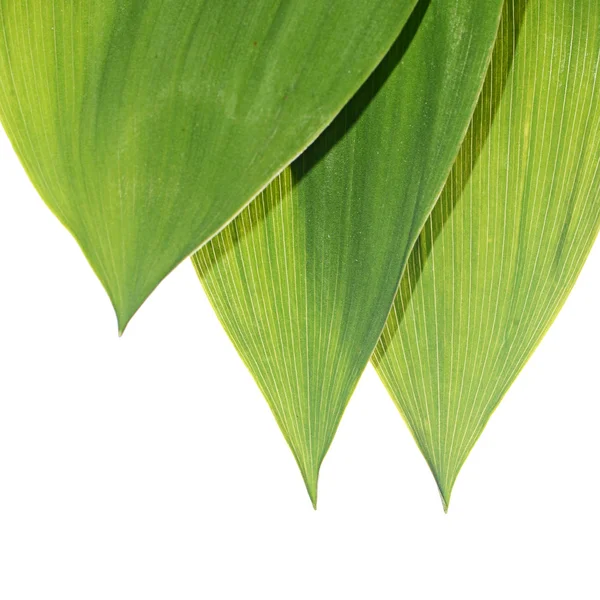 Green leaves of a lily the valley — Stock Photo, Image