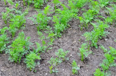 Havuç lahanası yatakta bir arka plan olarak