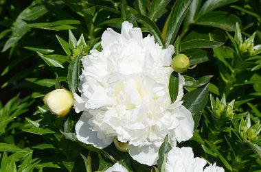 Arka plan olarak beyaz Şakayık