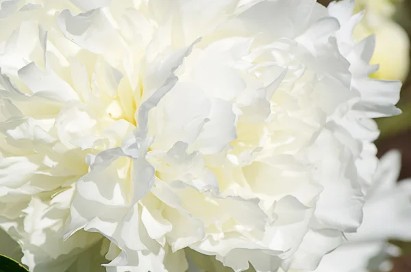 Peonia bianca come sfondo — Foto Stock