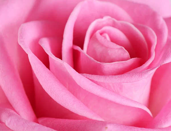 Pink rose  as a background — Stock Photo, Image