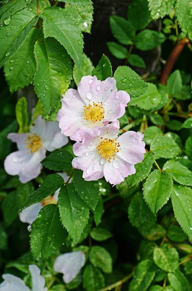 Rosa dogrose fiore come sfondo — Foto Stock