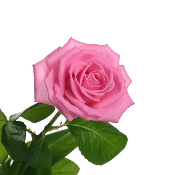 Rózsaszín rózsa fehér alapon — Stock Fotó