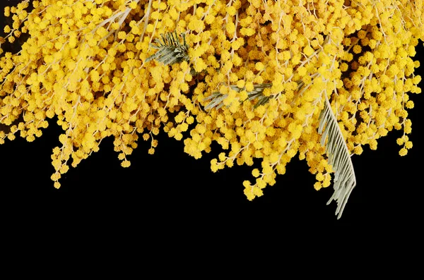 Siyah zemin üzerine sarı Mimoza — Stok fotoğraf
