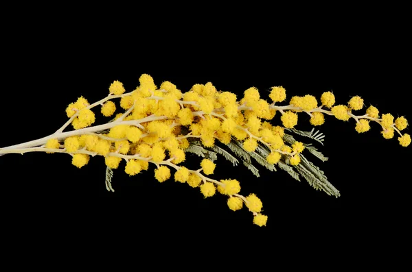 Yellow mimosa  on black background — Stock Photo, Image