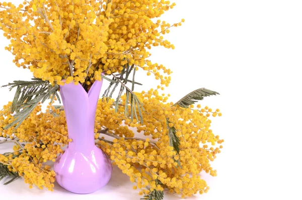 Gul mimosa isolert på hvit bakgrunn – stockfoto