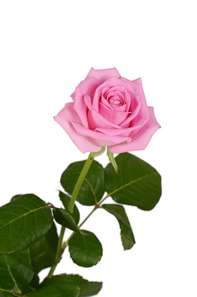 Rosa rosa su sfondo bianco — Foto Stock