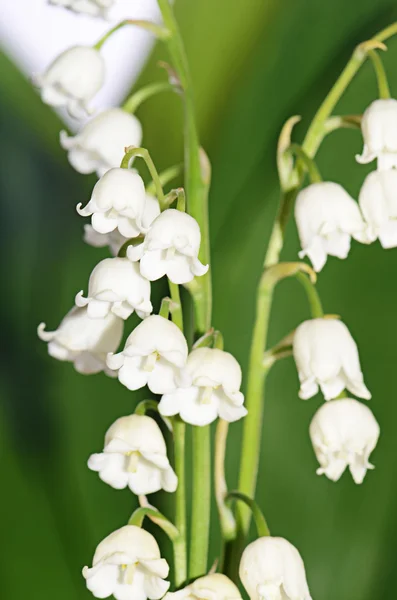 Giglio della valle - convallaria majalis — Foto Stock