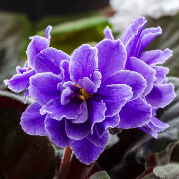 Saintpaulia violeta Africano de cor roxa com borda branca close-up. Imagens quadradas de flores de violeta africana ou saintpaulia — Fotografia de Stock