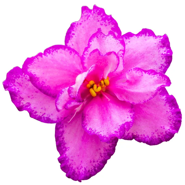 Saintpaulia pembesi, daha belirgin pembe noktalar ve yaprakların kenarları boyunca uzanıyor, yakın plan, izole beyaz arka plan üzerinde makro..