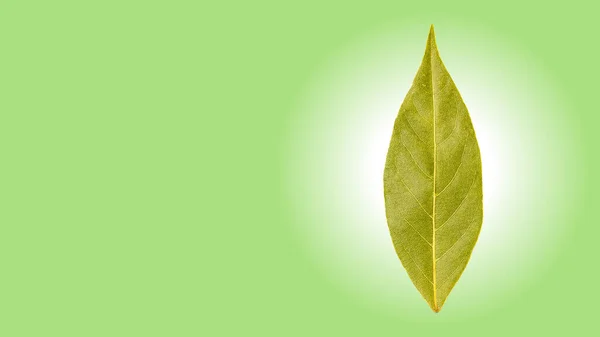 Bay leaf with space for text. Bay leaf on a green background with a round gradient with copy space. Bay leaf with copy space, pattern — Stock Photo, Image