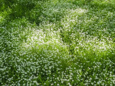 Ormanda küçük beyaz çiçekli bir açıklık. Zvezdchatka Stellaria medyası
