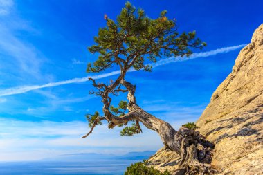 Deniz ve çam ağacı