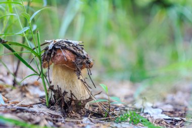 Küçük beyaz mantar