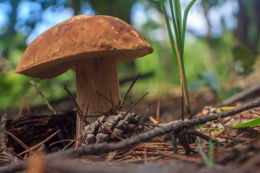 büyük beyaz mantar