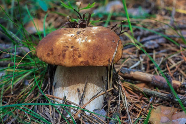 Маленький белый гриб — стоковое фото