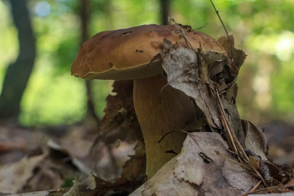 Великі білі гриби — стокове фото