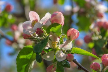 İlkbaharda elma çiçeği