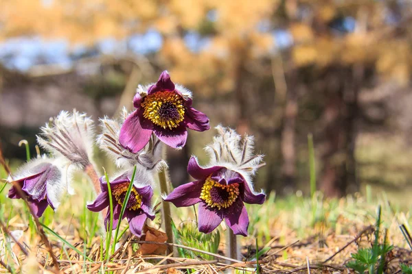Primavera floración sueño-hierba — Foto de Stock
