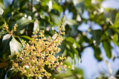 Mango buketi ya da mango çiçeği bahçedeki mango ağaçlarında tomurcuklanıyor.