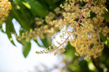 Mango buketi ya da mango çiçeği bahçedeki mango ağaçlarında tomurcuklanıyor.