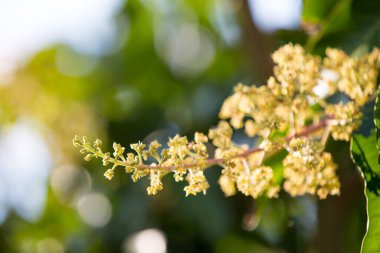 Mango buketi ya da mango çiçeği bahçedeki mango ağaçlarında tomurcuklanıyor.