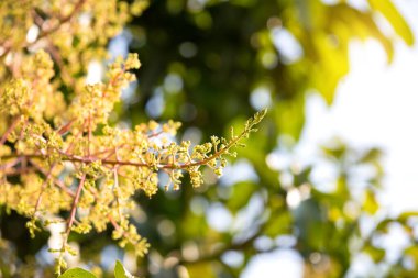 Mango buketi ya da mango çiçeği bahçedeki mango ağaçlarında tomurcuklanıyor.