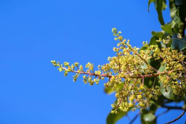 Mango buketi ya da mango çiçeği bahçedeki mango ağaçlarında tomurcuklanıyor.