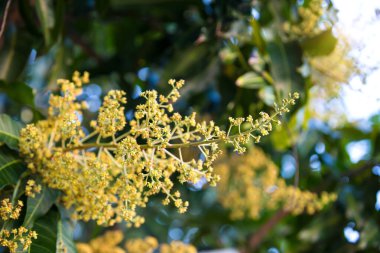 Mango buketi ya da mango çiçeği bahçedeki mango ağaçlarında tomurcuklanıyor.