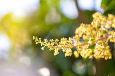 Mango buketi ya da mango çiçeği bahçedeki mango ağaçlarında tomurcuklanıyor.