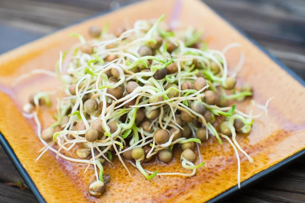 Fresh grown pea sprouts on a plate — Stock Photo, Image