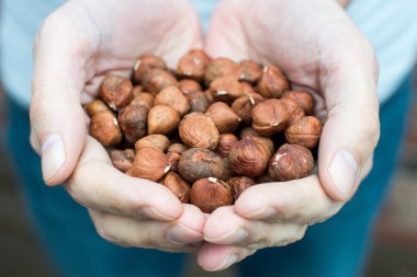 Çift el ham fındık holding