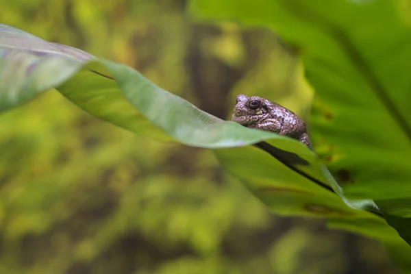 Bruin schattig kikker op groen blad. — Stockfoto